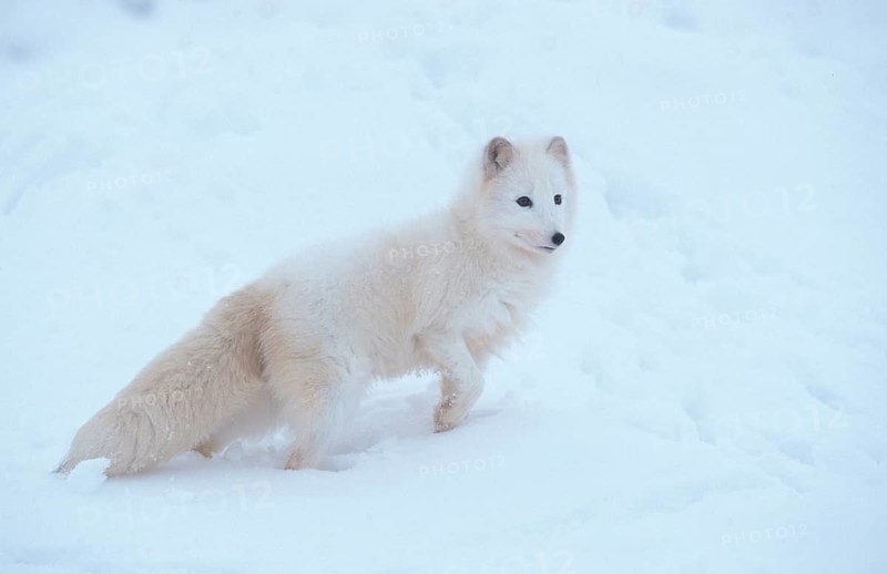 Arctic fox (Vulpes lagopus), page