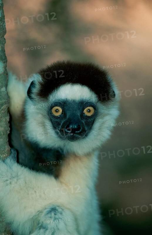 Verreaux's verreaux's sifaka (Propithecus verreauxi), Berenty, Madagascar, Africa