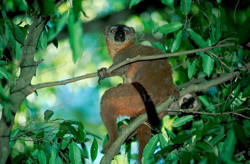 Red-fronted lemur, female with young, Berenty (Lemur fulvus rufus), Madagascar, Africa