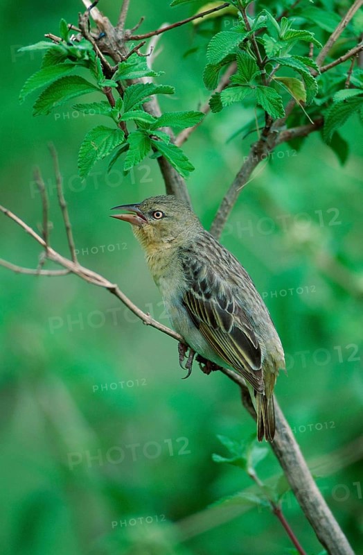 Speke's Weaver (Ploceus spekei), female, Ngorongoro crater, Tanzania, Africa