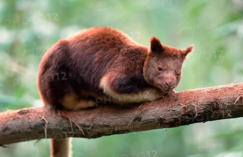 Goodfellow's Tree Kangaroo (Dendrolagus goodfellowi buergersi)