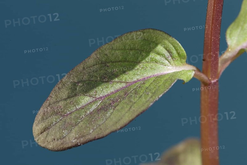 Spearmint (Mentha spicata) leaf