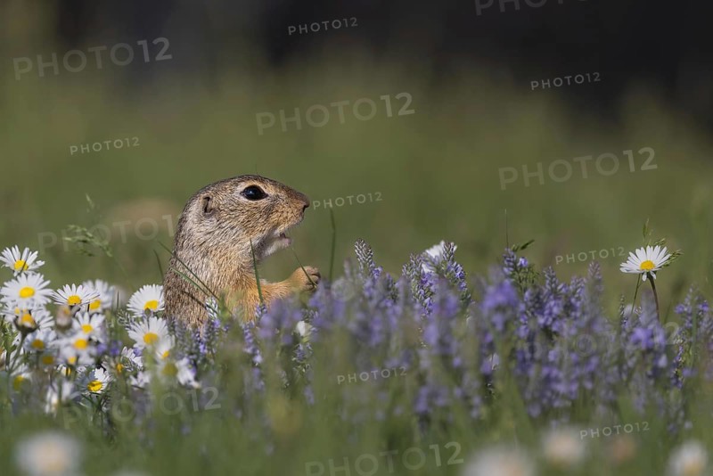 European ground squirrel (Spermophilus citellus) standing in flower meadow with speedwell and daisies