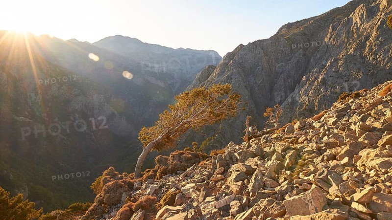 Tree bent by the wind, boulders, Gingilos, hiking on the Gingilos, morning light, back light, sun rays, cloudless light blue sky, Samaria Gorge, Omalos, Lefka Ori, White Mountains, West Crete, island of Crete, Greece, Europe