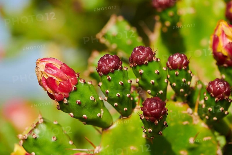 Indian fig opuntia (Opuntia ficus-indica) blossoms and fruits, ebro delta, Catalonia, Spain, Europe