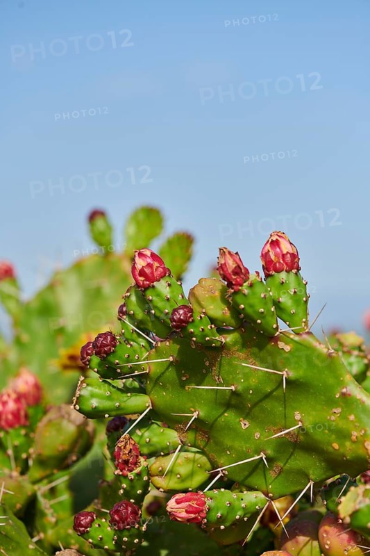 Indian fig opuntia (Opuntia ficus-indica) blossoms and fruits, ebro delta, Catalonia, Spain, Europe