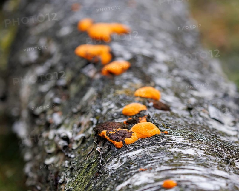 Orange mushroom on a birch tree, Germany, Europe