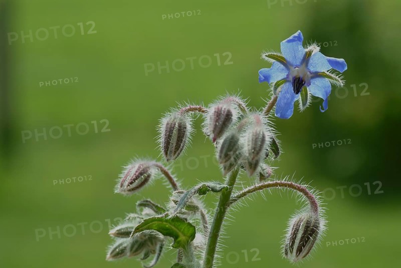 Flower of borage (Borago officinalis), also boretsch, borage, family of the broad-leaved plants, used as a spice and medicinal plant