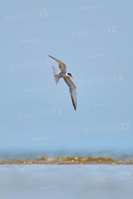Elegant tern (Thalasseus elegans) flying in the sky above the sea, hunting, ebro delta, Catalonia, Spain, Europe