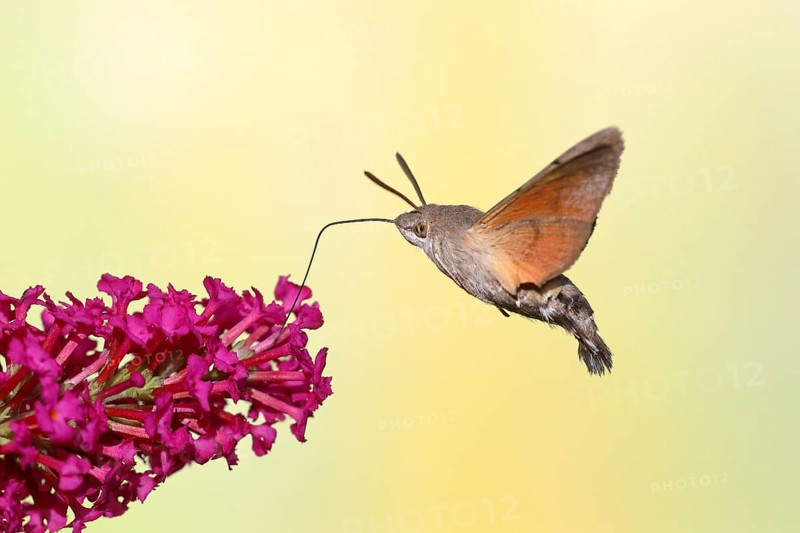 Hummingbird hawk-moth (Macroglossum stellatarum), flying, sucking nectar on flower of butterfly-bush (Buddleja davidii), Siegerland, North Rhine-Westphalia, Germany, Europe