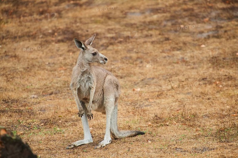 Eastern grey kangaroo (Macropus giganteus) standing on a tried up meadow, raining, Bavaria, Germany, Europe