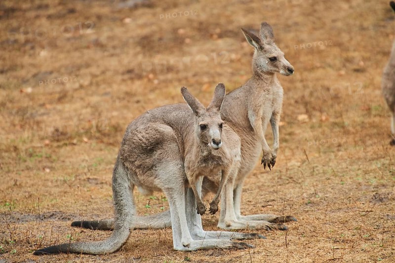 Eastern grey kangaroos (Macropus giganteus) standing on a tried up meadow, raining, Bavaria, Germany, Europe