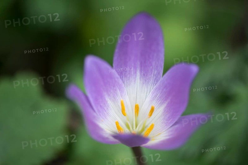 Autumn crocus (Colchicum speciosum), Emsland, Lower Saxony, Germany, Europe