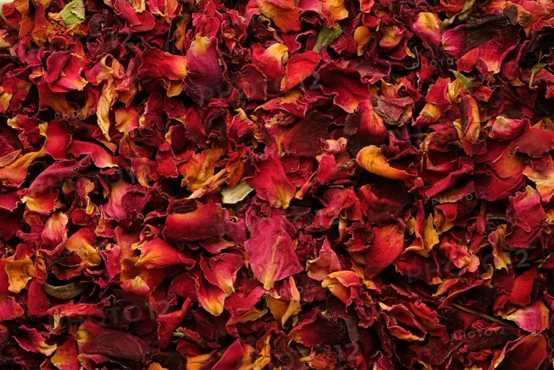 Dried petals of the medicinal plant rose, fragrant rose, Rosa gallica officinalis, The rose is also a valuable medicinal plant due to its anti-inflammatory tannins and flavonoids