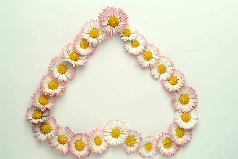 Common daisy (Bellis perennis), medicinal plant, naturopathy classifies the daisy among other things as stimulating the metabolism, expectorant and anti-inflammatory, used e.g. for respiratory and skin diseases as well as injuries. The daisy was named medicinal plant of the year 2017