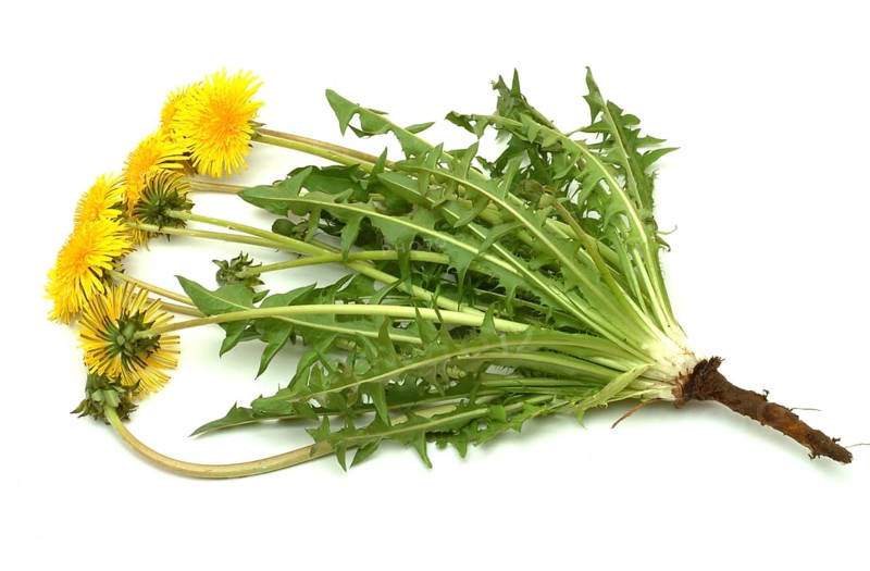 Common dandelion (Taraxacum) Ruderalia, Taraxacum officinale, medicinal plant, the most important active substances of the dandelion are the bitter substances