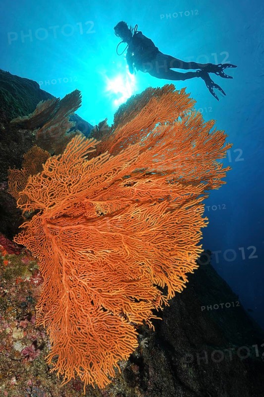Backlight image of gorgonian fan coral (Subergorgia giant sea fan (Annella mollis), silhouette of diver behind, Indian Ocean, Indo-Pacific, Similan Islands, Thailand, Asia