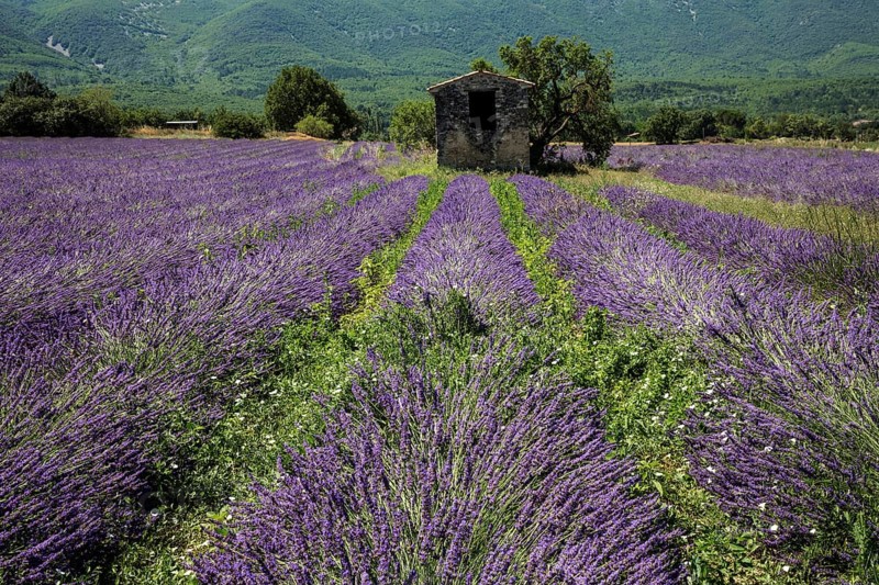 Old stone house with tree in lavender field, flowering true lavender (Lavandula angustifolia), on the D4100 near Cereste, Provence-Alpes-Cote d Azur, Provence, South of France, France, Europe