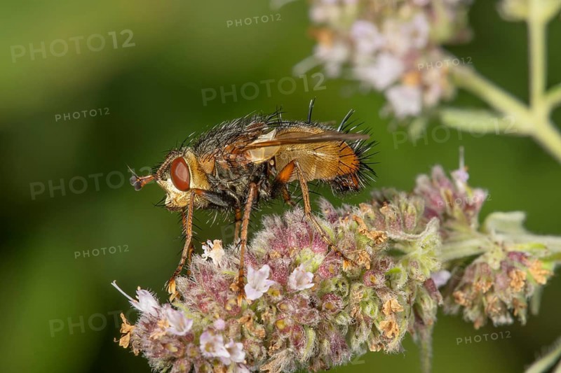 Hedgehog fly (Tachina fera) on flower of horse mint (Mentha longifolia), Baden-Württemberg, Germany, Europe