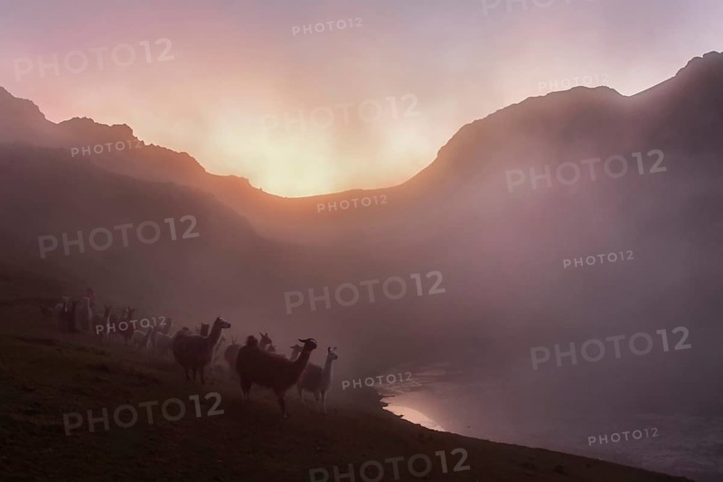 Llamas (lama glama) in dense fog in the evening light at a lake in the mountains, Andes, near Cusco, Peru, South America