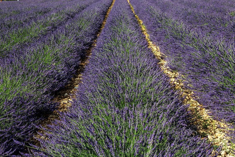 Lavender field, flowering true common lavender (Lavandula angustifolia) near Valensole, Provence, Provence-Alpes-Cote d Azur, Southern France, France, Europe