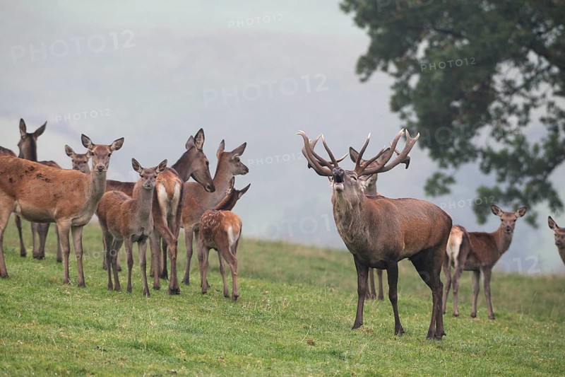 Red deer (Cervus elaphus) roaring with its herd in a mountain meadow during the rut, Allgäu, Bavaria, Germany, Europe