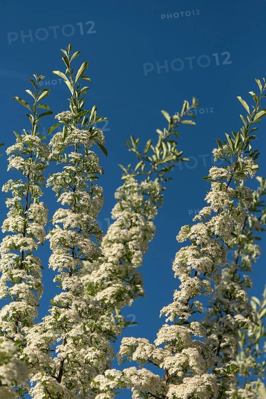 Flowering meadowsweets (Spiraea), blue sky, Bavaria, Germany, Europe