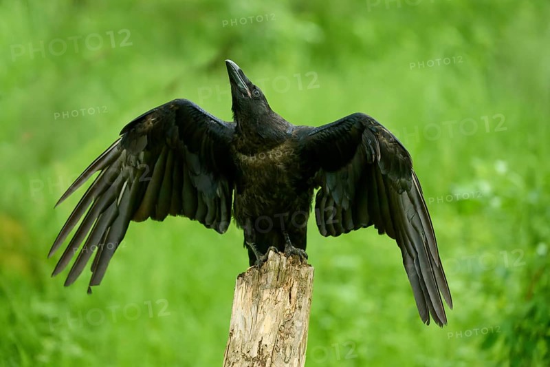 Common raven (Corvus corax), young bird sitting on wooden pole flapping its wings, Bohemian Forest, Czech Republic, Europe