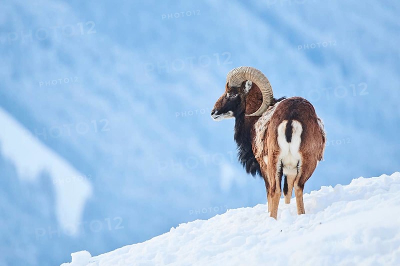 European mouflon (Ovis aries musimon) ram on a snowy meadow in the mountains in tirol, Kitzbühel, Wildpark Aurach, Austria, Europe
