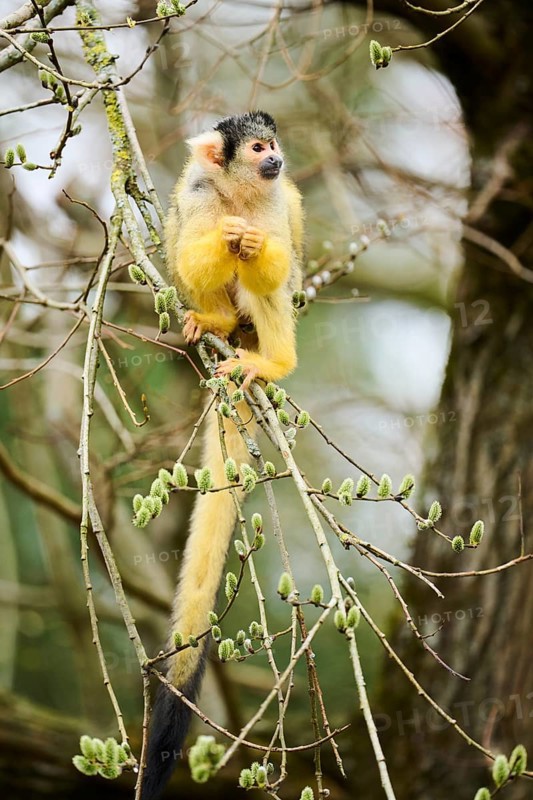 Black-capped squirrel monkey (Saimiri boliviensis) in a tree, Bavaria, Germany, Europe