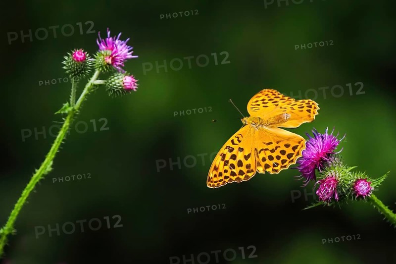 Silver-washed fritillary (Argynnis paphia), male, flying from flower of creeping thistle (Cirsium arvense), Hesse, Germany, Europe