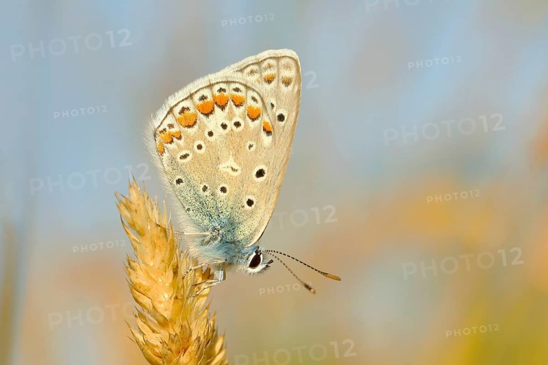 Common blue butterfly (Polyommatus icarus), underside, sitting on a blade of grass, Altmühlsee, Bavaria, Germany, Europe