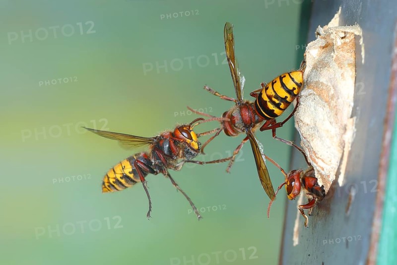 European hornets (Vespa crabro) approaching the nest in a bird nest box, in flight, highspeed nature photo, insects, Siegerland, North Rhine-Westphalia, Germany, Europe