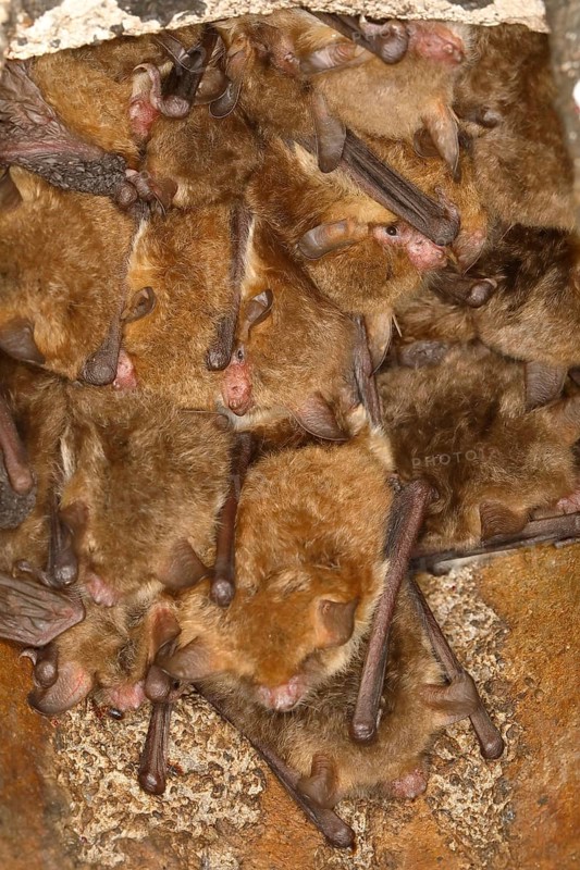 Fringed bat, natterer's bats (Myotis nattereri), in a bat box Bats, mammals, animals, Neunkirchen im Siegerland, North Rhine-Westphalia, Germany, Europe