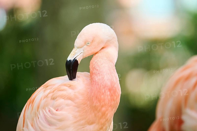 Greater flamingo (Phoenicopterus roseus) portrait, France, Europe