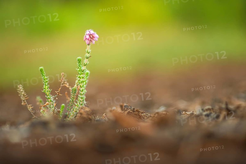 Close-up, bell heather (Erica tettalix), Neustadt am Rübenberge, Germany, Europe