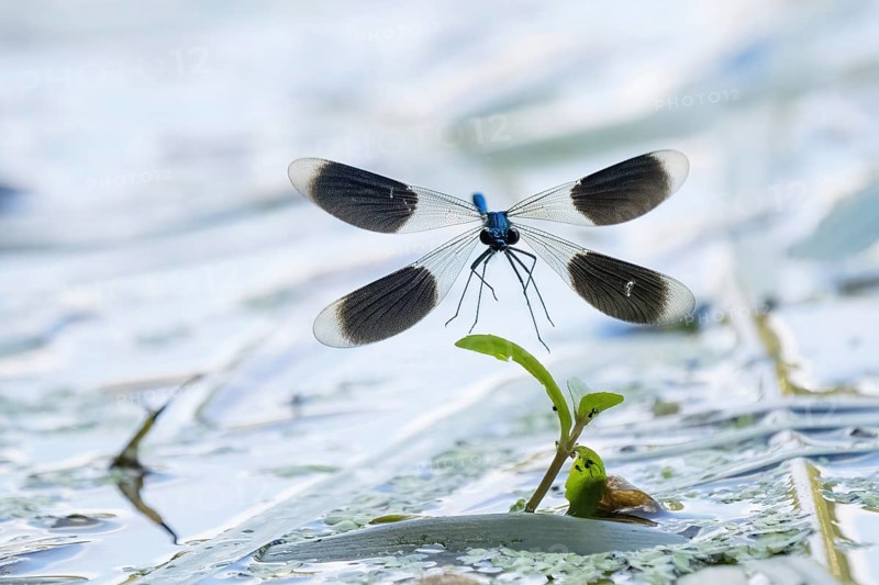Banded demoiselle (calopteryx splendens), male approaching aquatic plant, Hesse, Germany, Europe