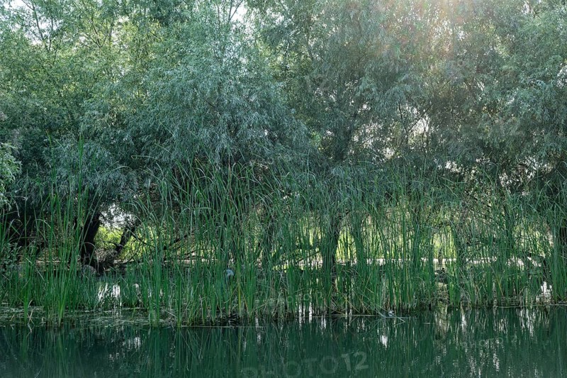 Trees grow in the water of Lacul Isaccel, a lake in the Danube Delta. UNESCO Danube Delta Biosphere Reserve. Munghiol, Tulcea, Romania, South-Eastern Europe, Europe
