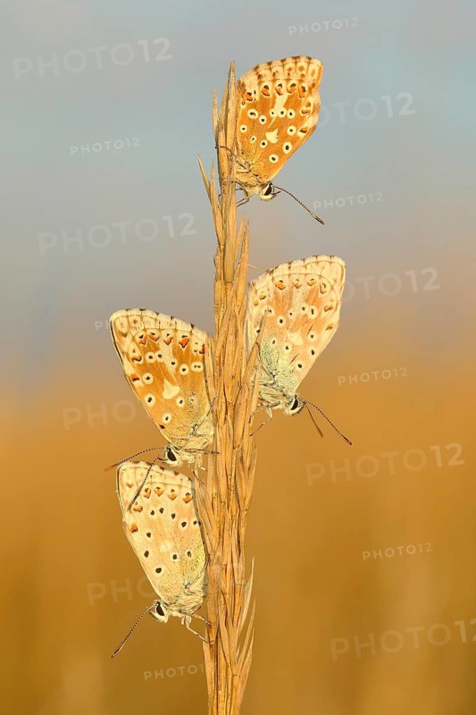 Chalkhill blues (Lysandra coridon) Other animals, Insects, Butterflies, Animals, Bad Neustadt an der Saale, Bavarian Rhön nature park Park, Bavaria, Germany, Europe