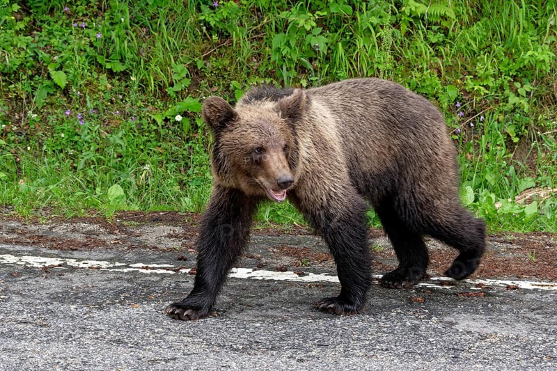 Young brown bear at the Transfagara, the Transfogaras High Road in the Fagaras Mountains, also Fogaras Mountains, in the mountain group of the Southern Carpathians. Arges, Romania, South-Eastern Europe, Europe