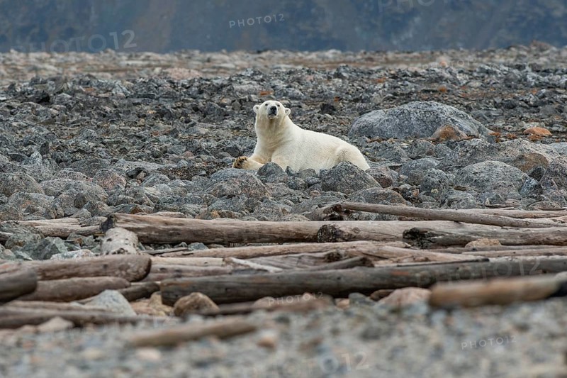 Reclining polar bear (Ursus maritimus), male, Blomstrandhalvoya, Svalbard and Jan Mayen archipelago, Norway, Europe
