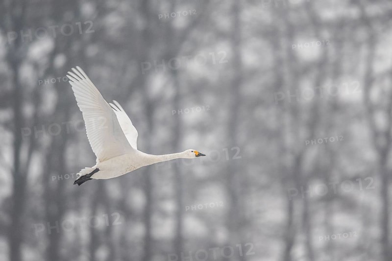 Tundra swan (Cygnus bewickii), Emsland, Lower Saxony, Germany, Europe