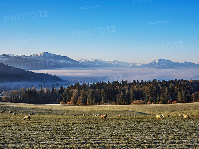 Flock of sheep standing in a meadow, behind a sea of fog with Pilatus and Rigi, near Baar, Canton Zug, Switzerland, Europe