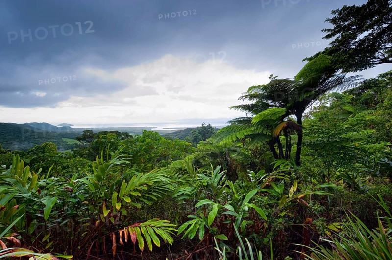 Rainforest, jungle, tropical forest, tropics, rain, nature, landscape, Daintree National Park, Queensland, Australia, Oceania
