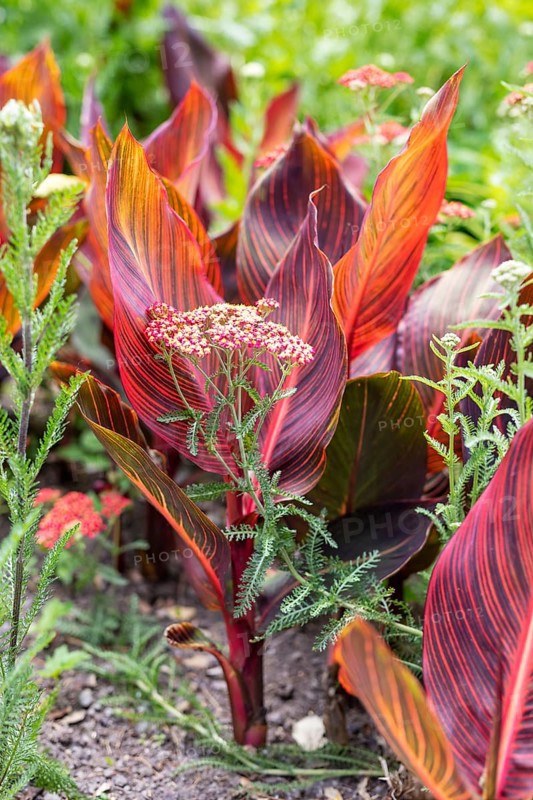 Sumpfschafgarbe (Achillea distans) und Indisches Blumenrohr (Canna indica L.), Botanischer Garten, Christchurch, Neuseeland