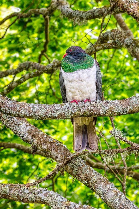 Taube (Hemiphaga novaeseelandiae), Schloss Larnach, Garten, Neuseeland