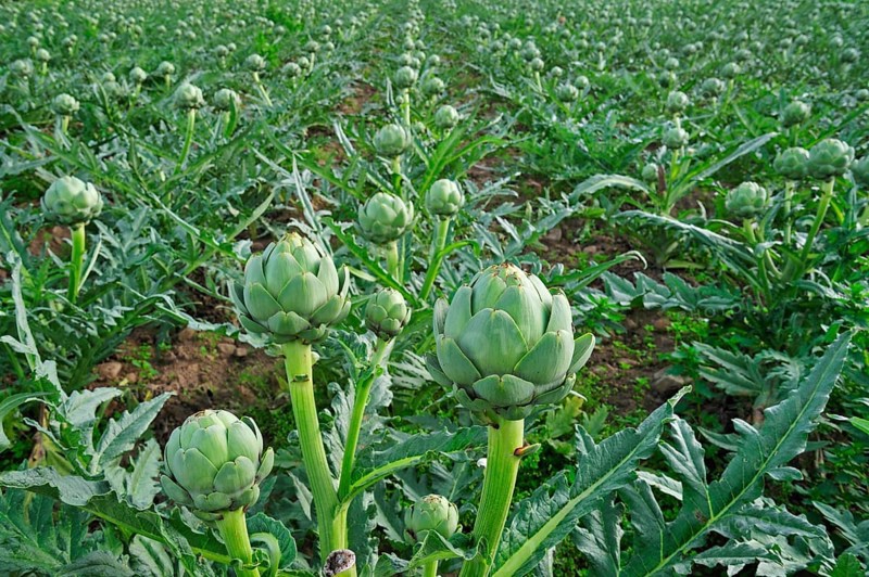 Cultivated globe artichoke (Cynara cardunculus var. scolymus) buds grow in the field