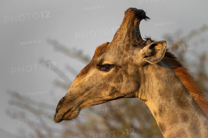 Close-up of the side of the face of a male giraffe, South african giraffe (Girrafa girrafa girrafa), Botswana, Africa