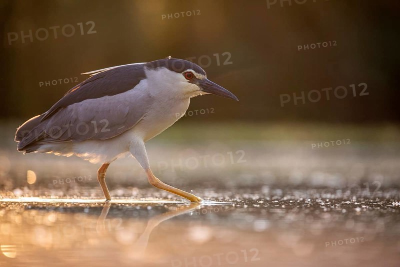 Black crowned night heron (Nycticorax nycticorax) in the water at sunrise, Pusztaszer, Hungary, Europe
