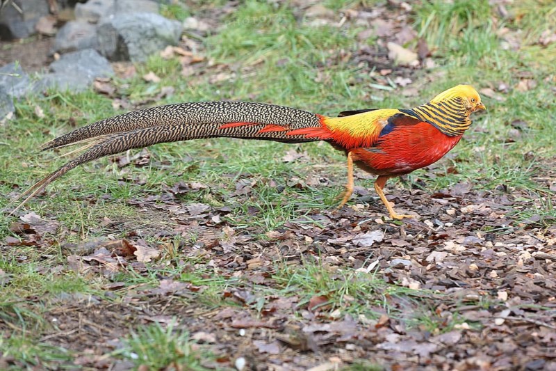 Golden pheasant (Chrysolophus pictus), male, colourful, tail feathers, captive